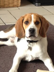 Ariane Roppe Kinésiologue-kinésiologie sur Namur - Daussoulx -Vedrin - Emines - La Bruyère - Eghezée - Bouge - Champion